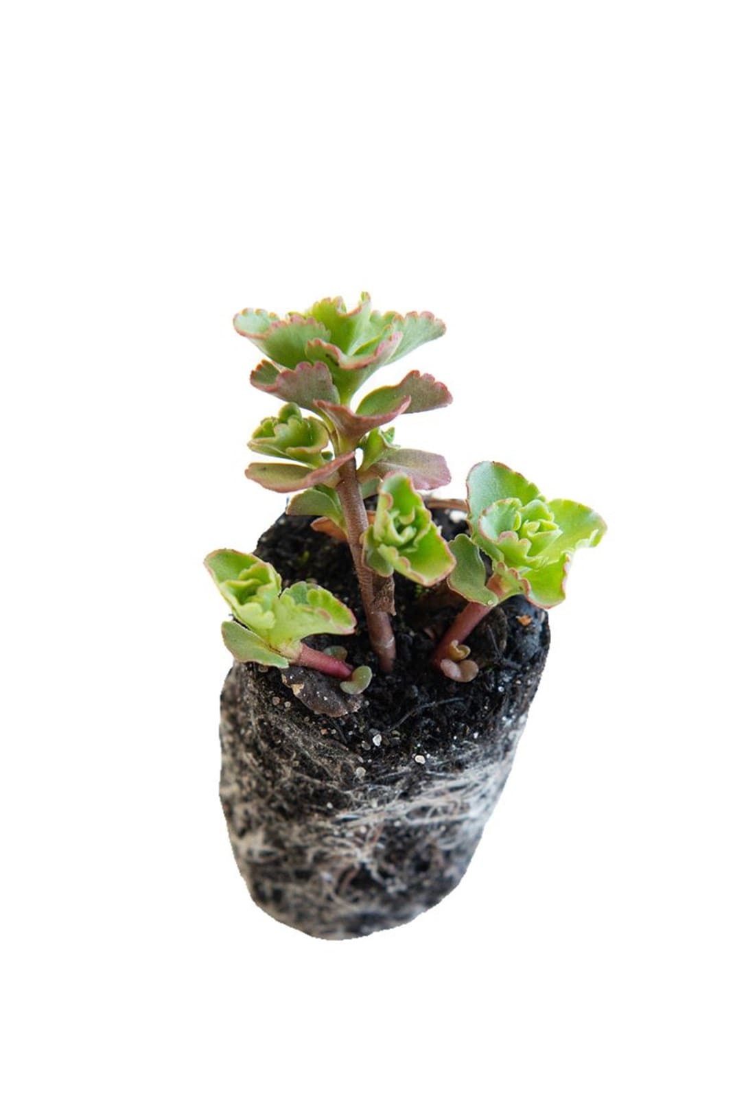 Boutons de sedum variés en plateau (1/2)