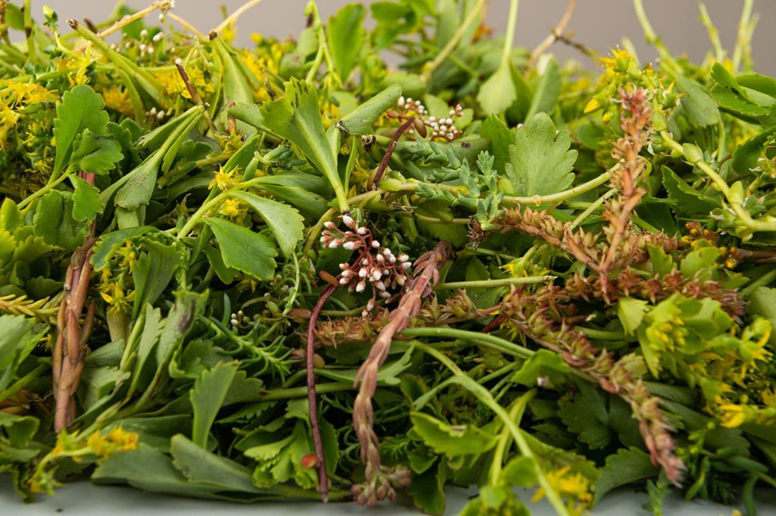 Boutures variées de sedum (1/2)