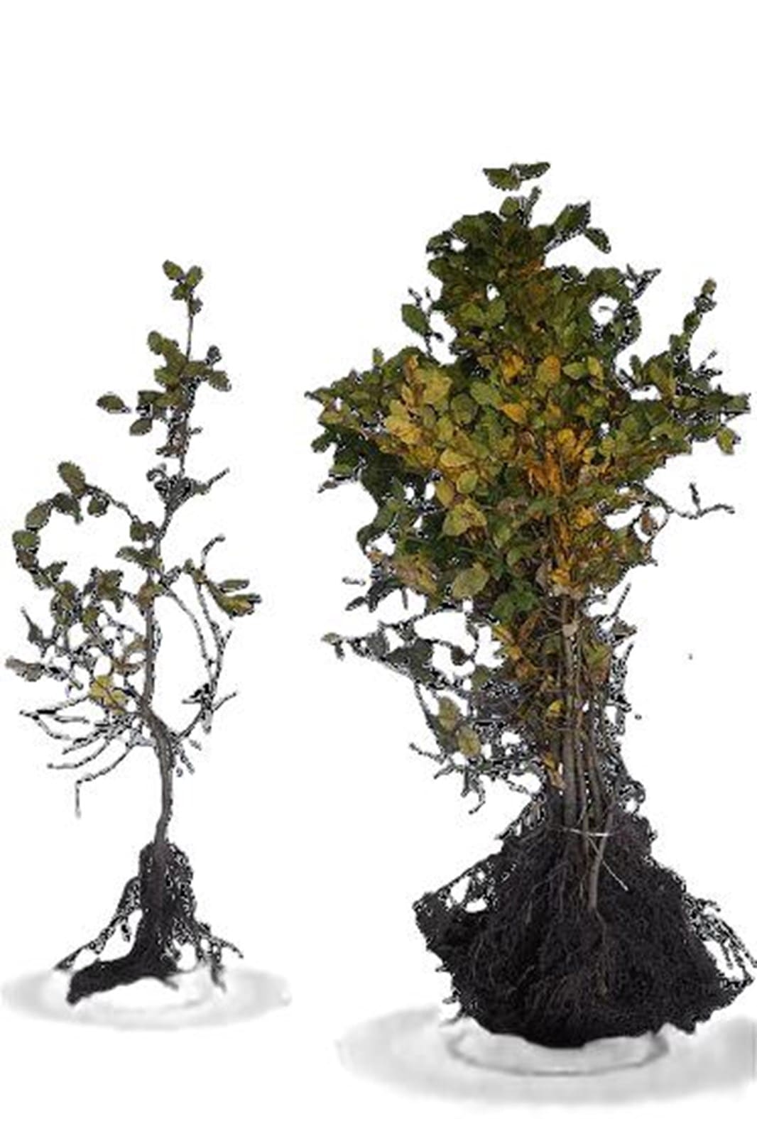Carpinus betulus Charme commun racines nues (1/3)
