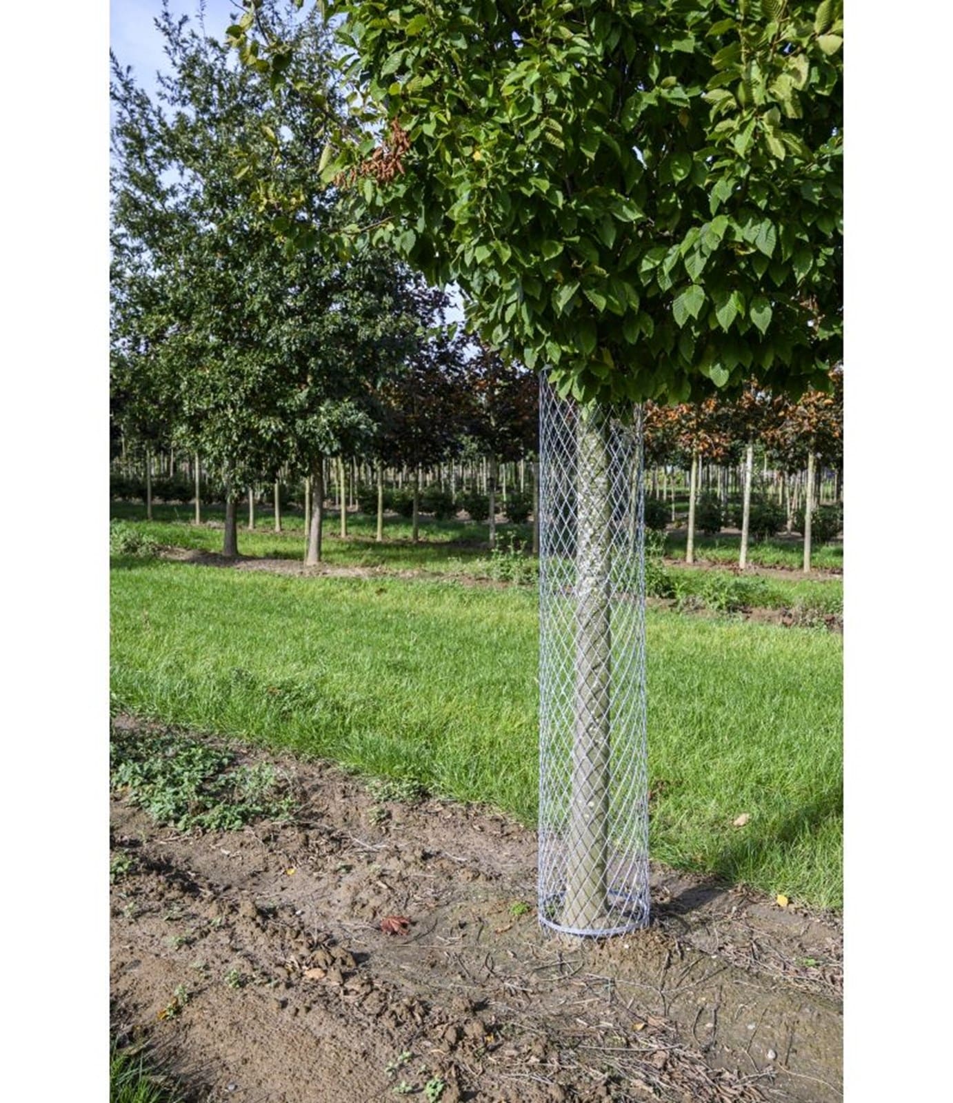 Protections en acier pour arbres Ø30 cm (1/2)
