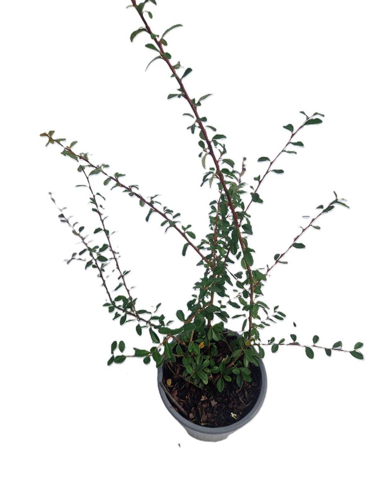 Cotoneaster 'Coral Beauty' couvre-sol persistant