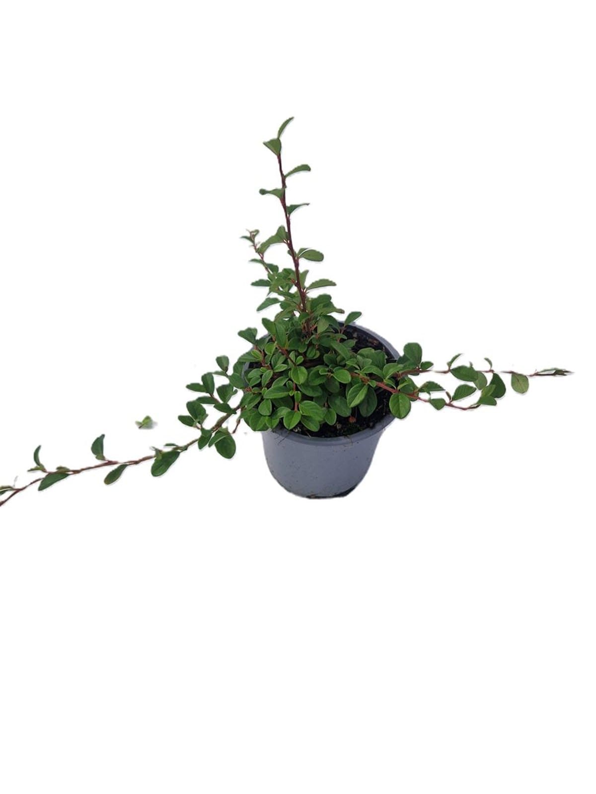 Cotoneaster dammeri groundcover shrub (1/2)