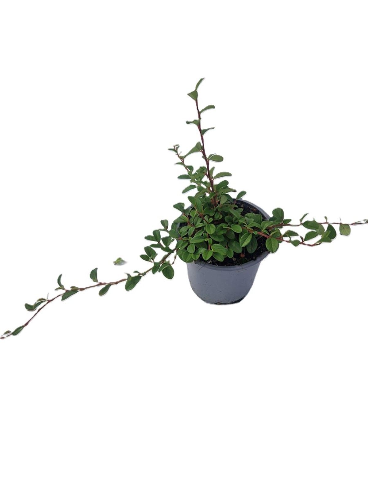 Cotoneaster dammeri couvre-sol persistant