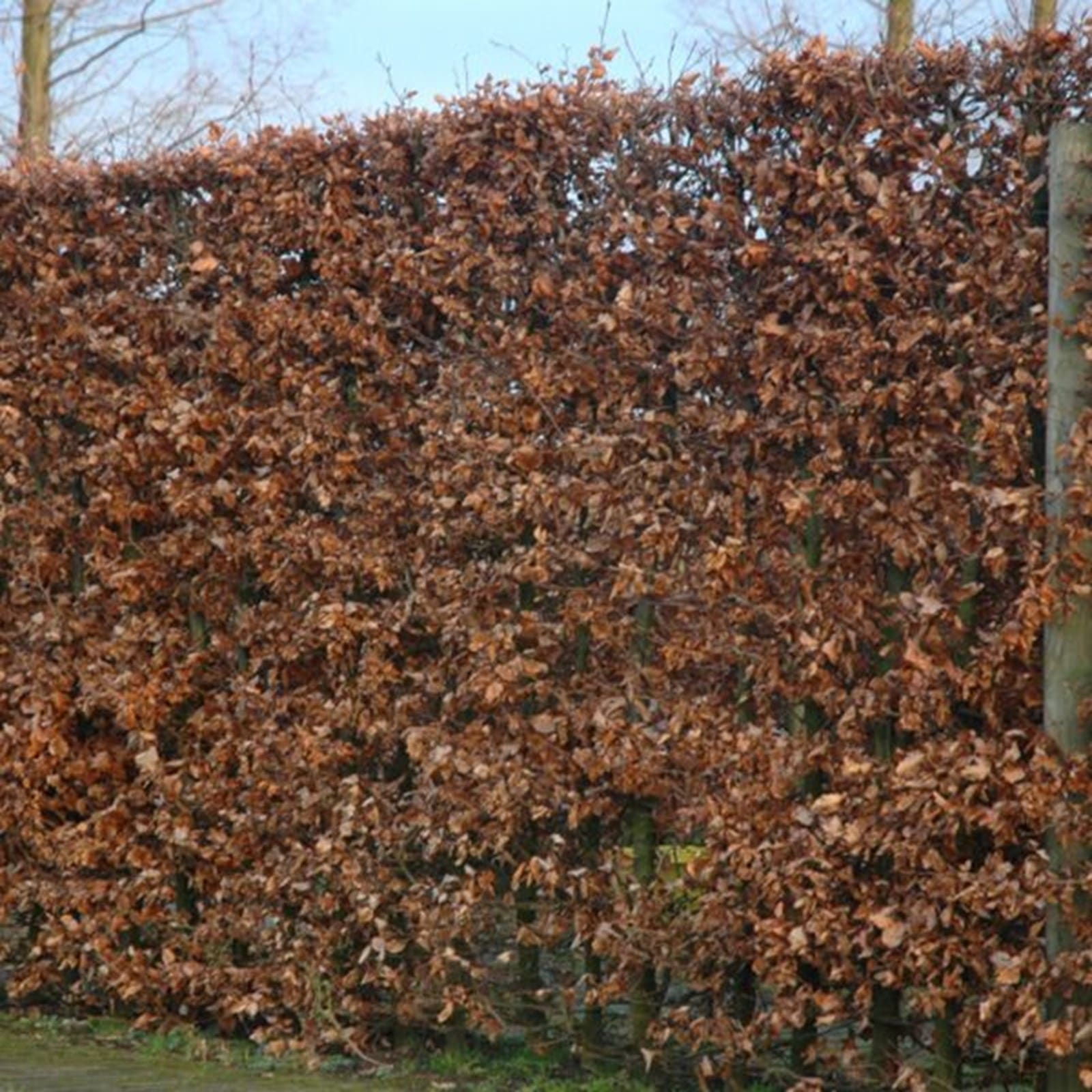 Hêtre pourpre Fagus sylvatica Atropunicea