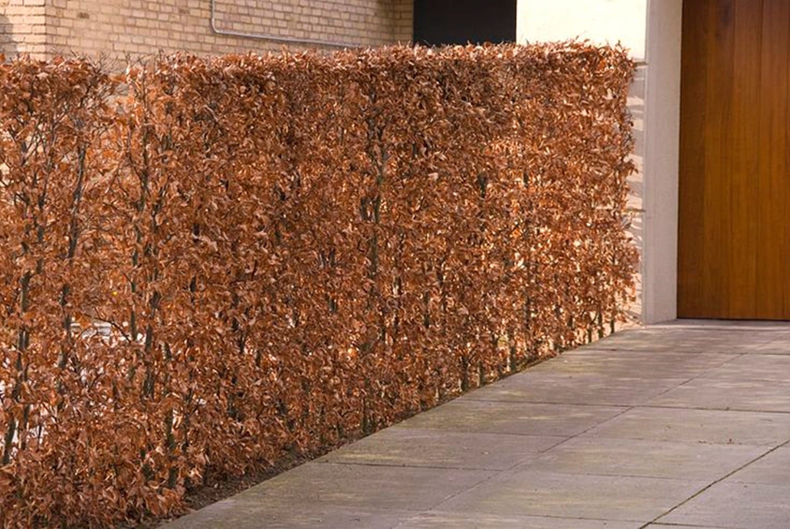Fagus sylvatica - Hêtre commun en racines nues (1/2)