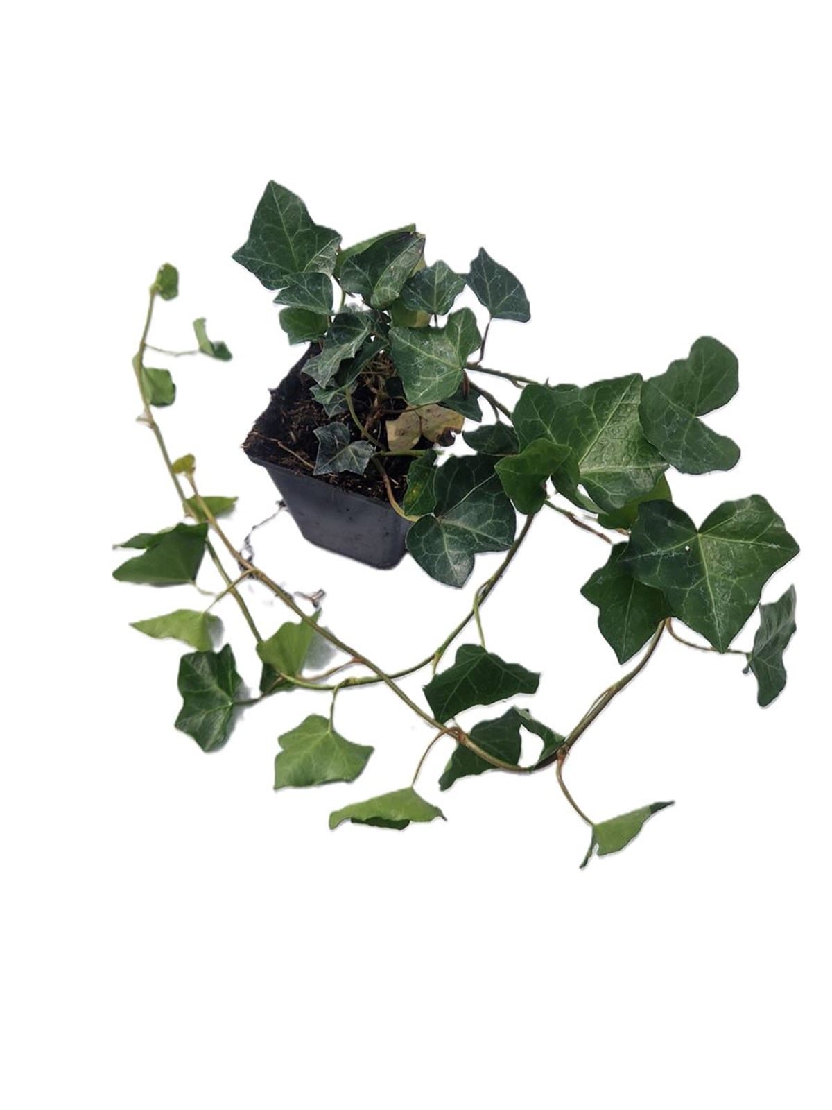 Irish Ivy Hedera hibernica