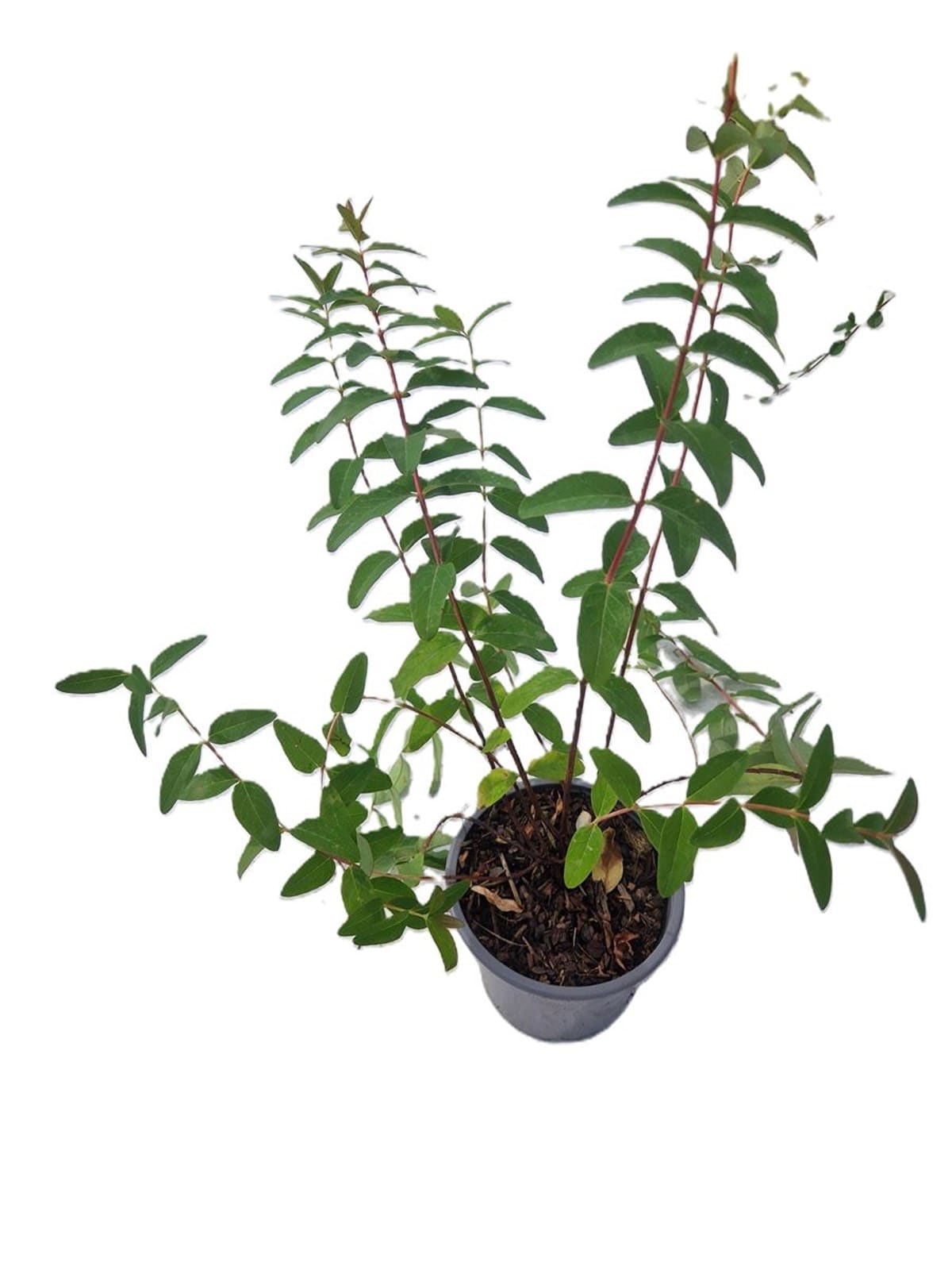 Hypericum 'Hidcote' arbuste compact