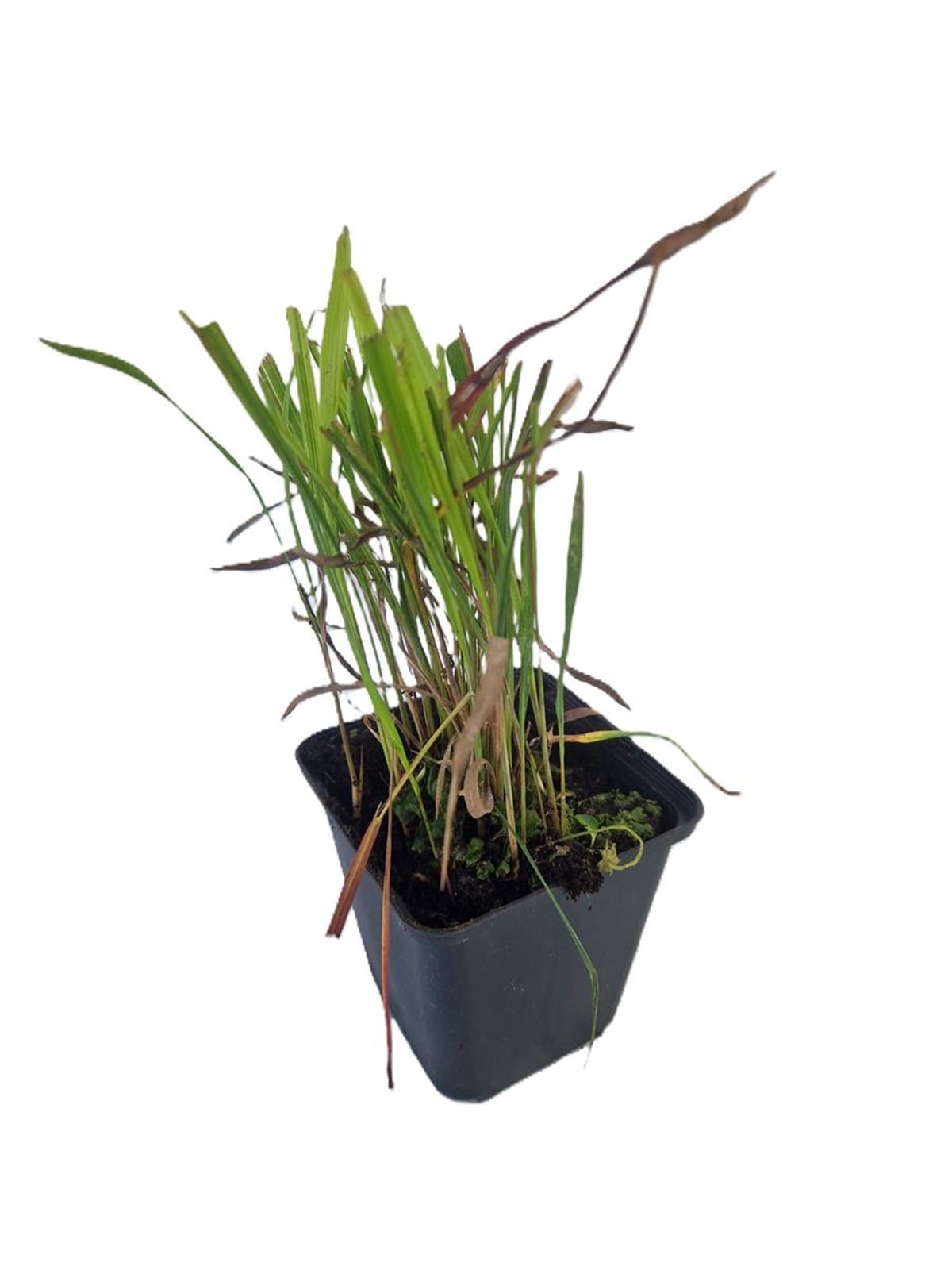 Imperata cylindrica 'Red Baron'