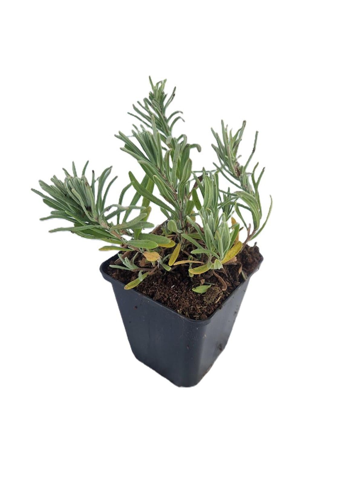 Lavandula angustifolia 'Munstead' - English Lavender