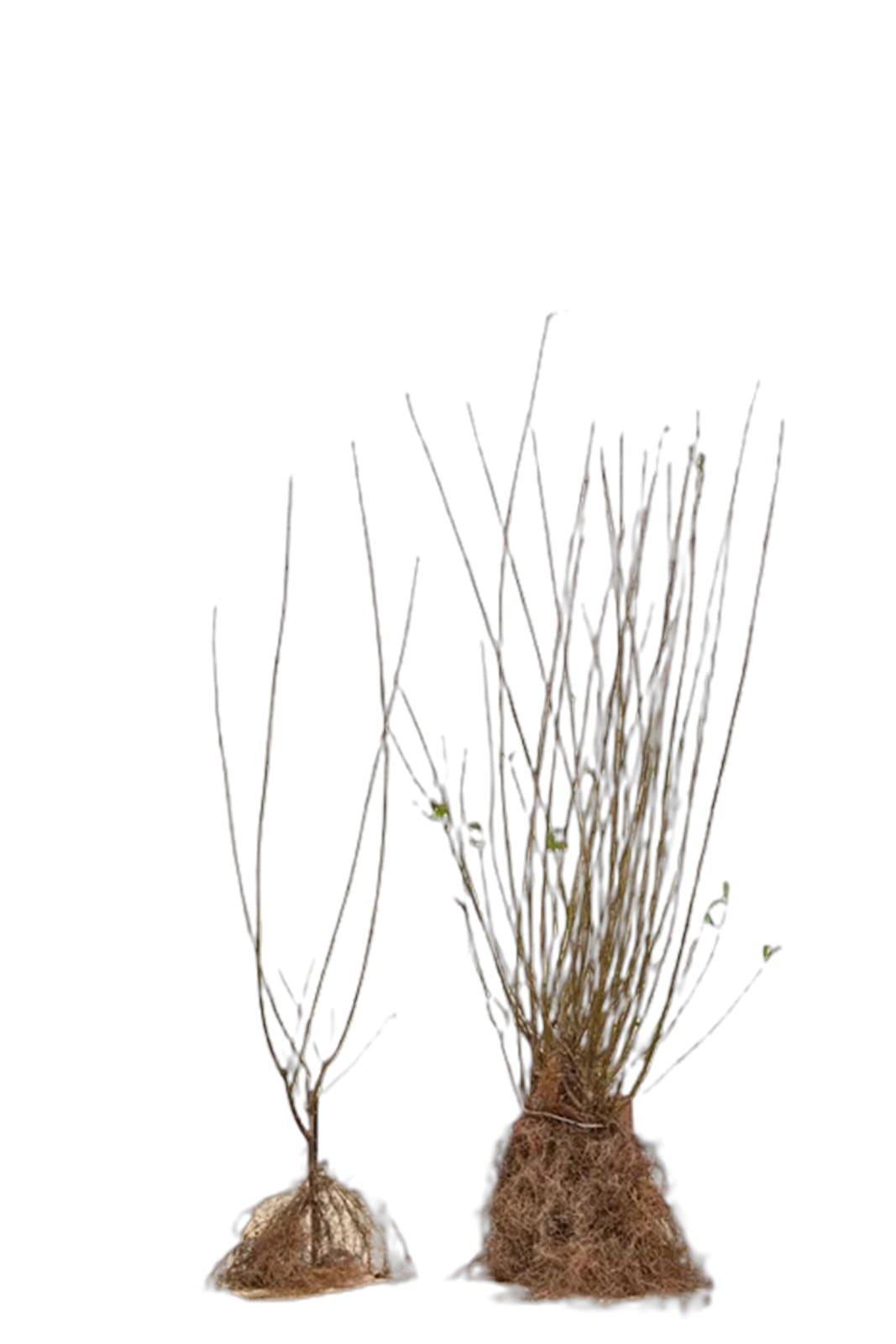 Ligustrum ovalifolium racines nues (1/2)