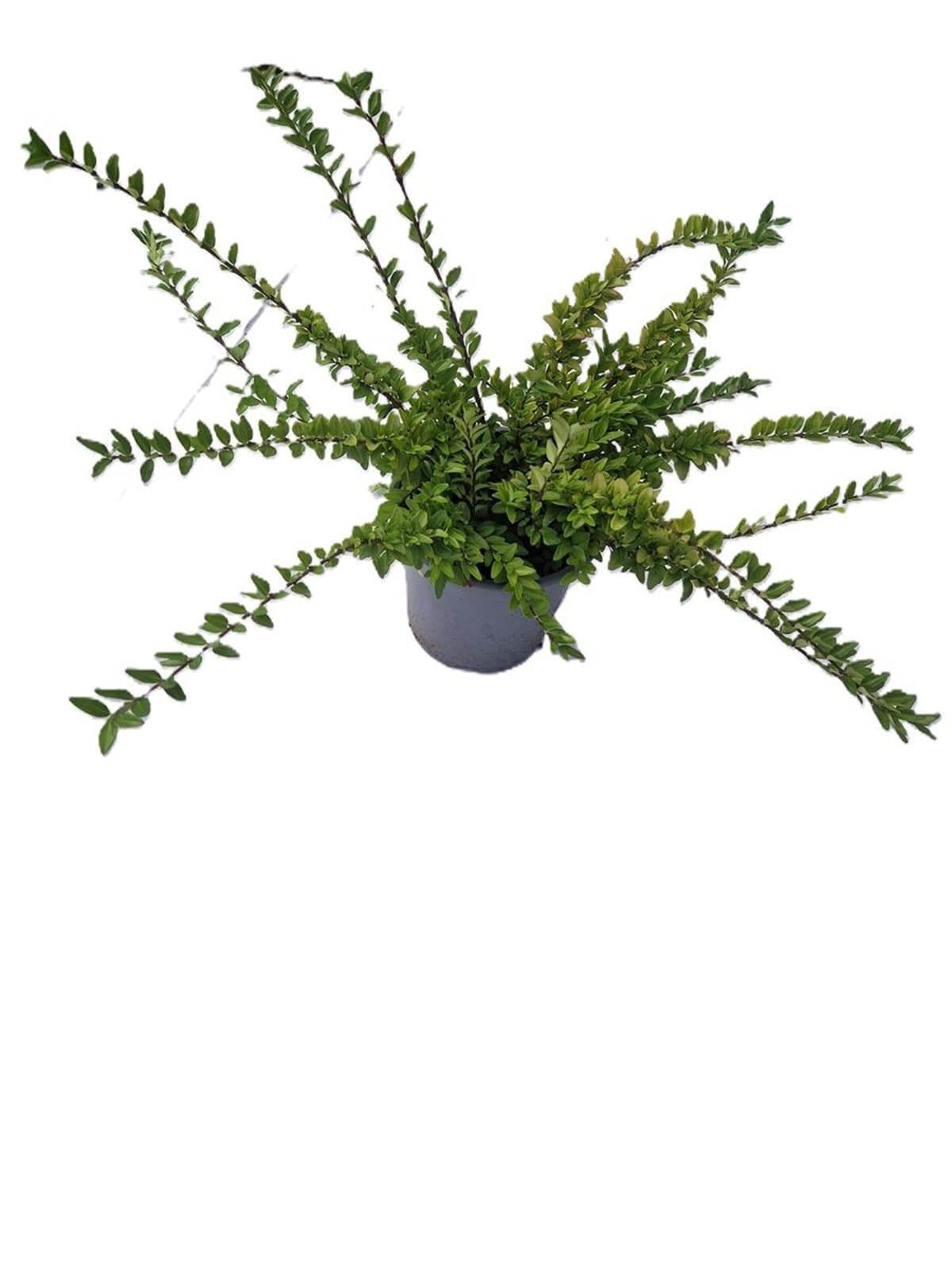 Lonicera nitida Maigrün - Arbuste persistant compact
