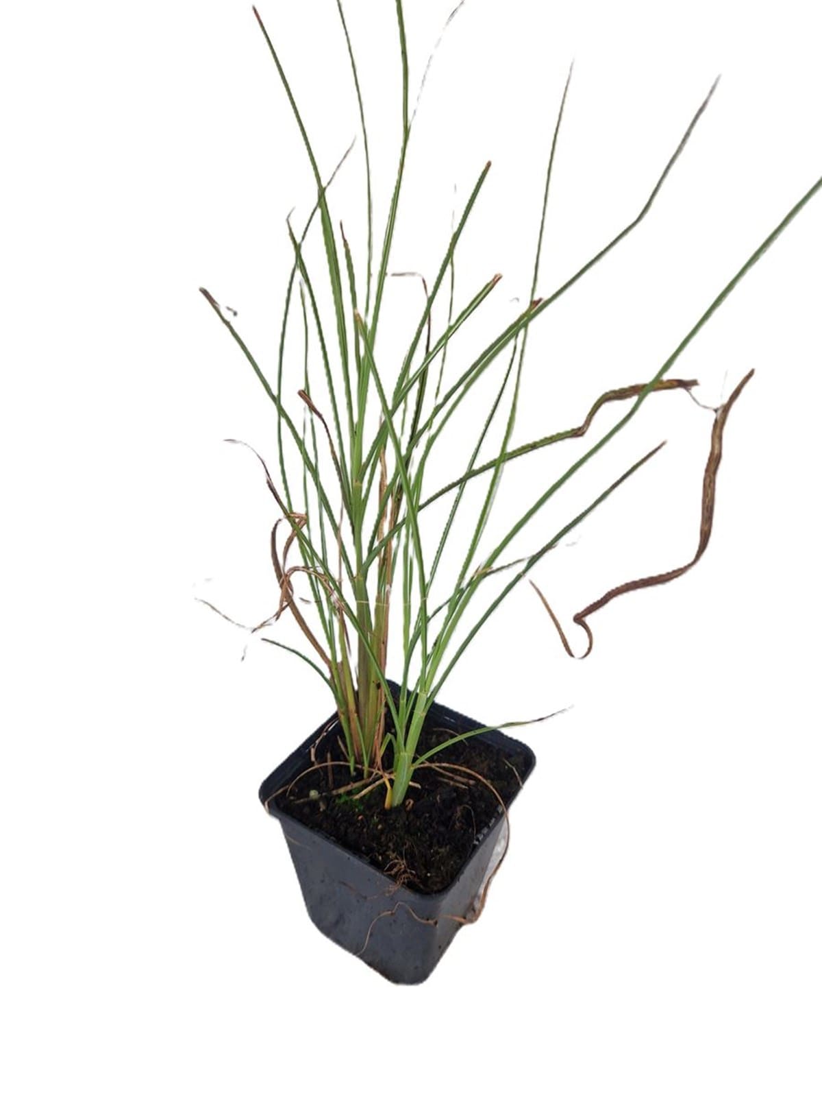 Miscanthus sinensis 'Gracillimus' - Feather Grass (1/2)