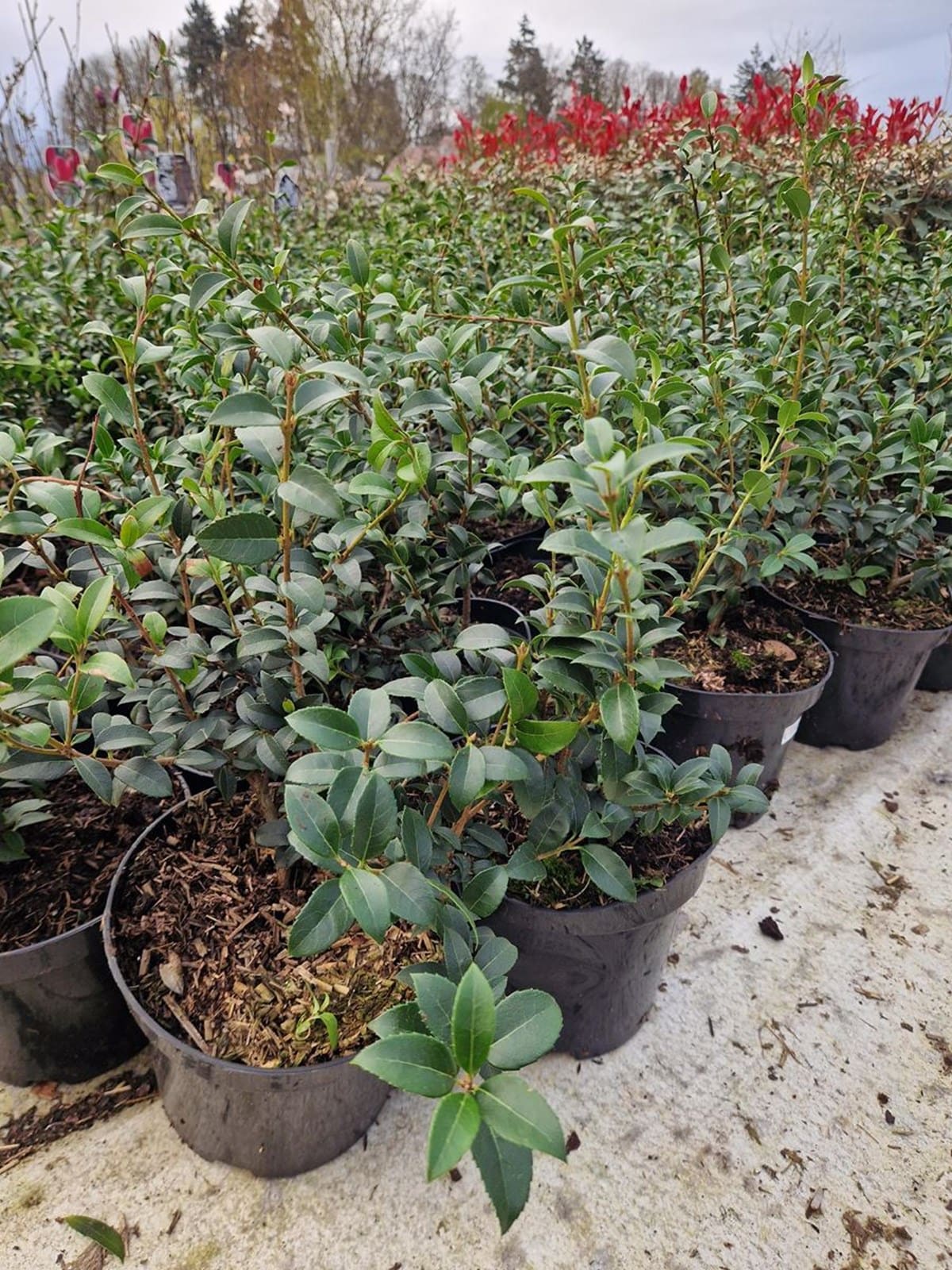 Osmanthus burkwoodii - 30 to 40 cm in 3L pot (1/3)