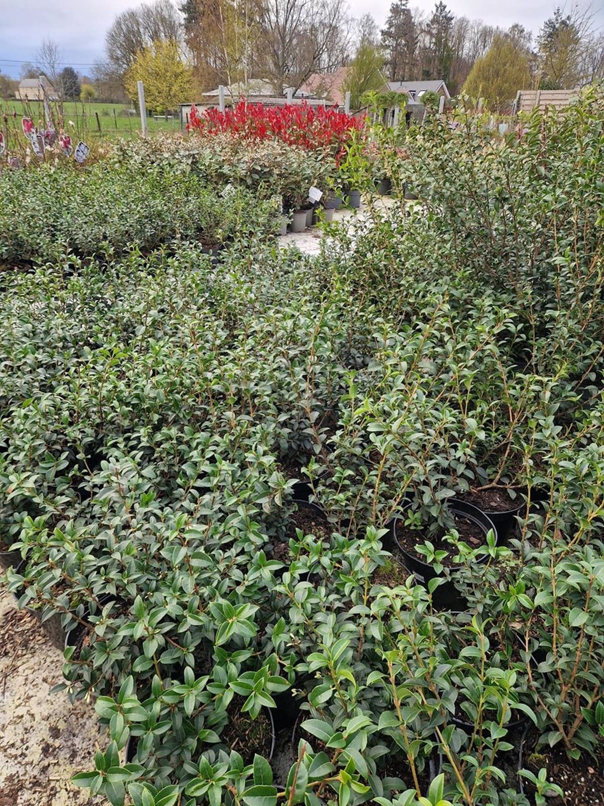 Osmanthus burkwoodii en pot 3L 30-40 cm (1/2)