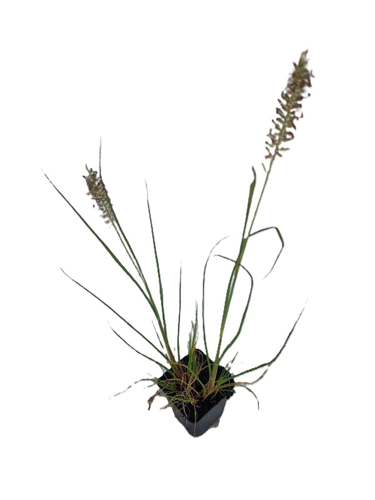 Pennisetum alopecuroides Hameln (1/2)