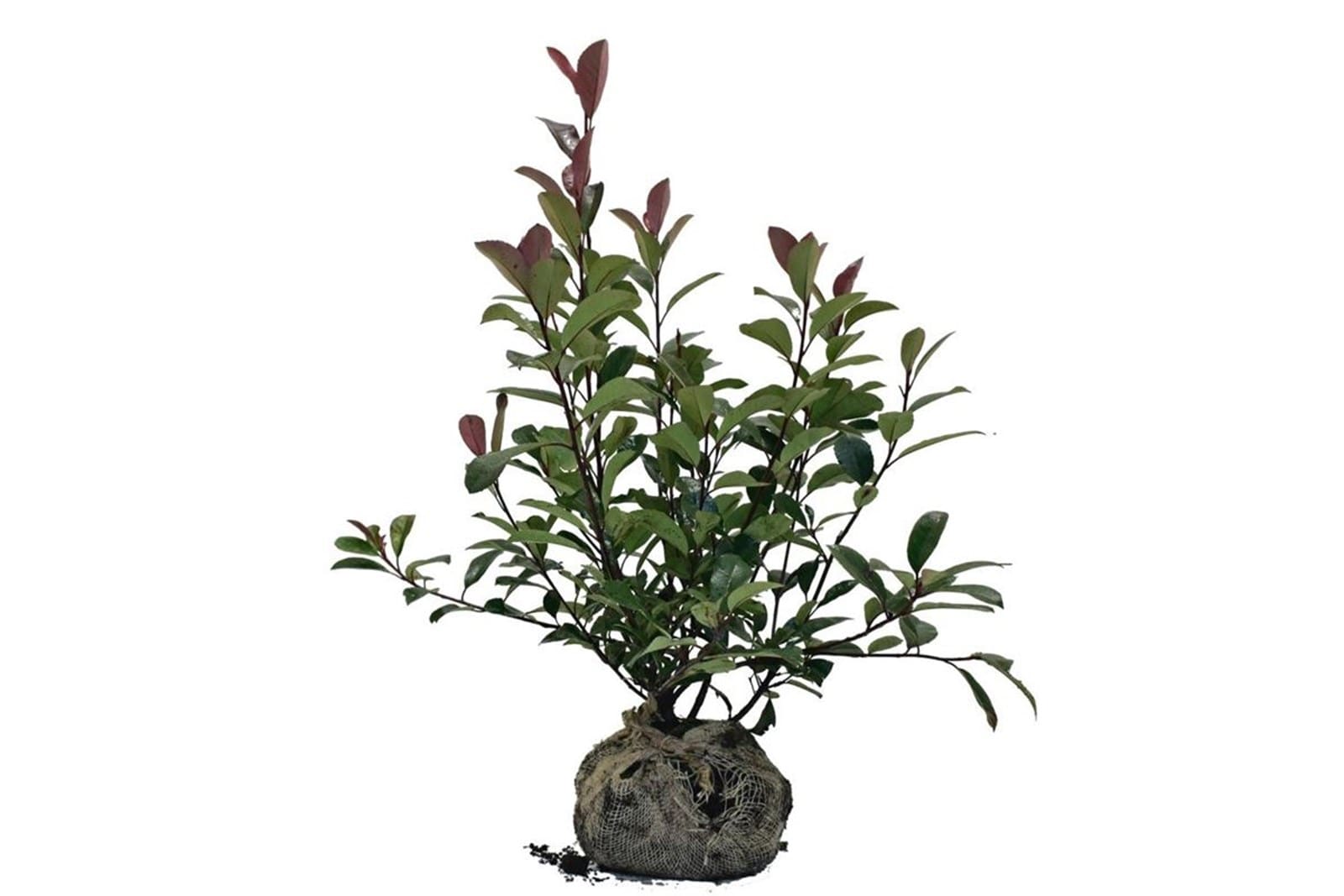 Photinia 'Red Robin' Arbuste Persistant (1/2)