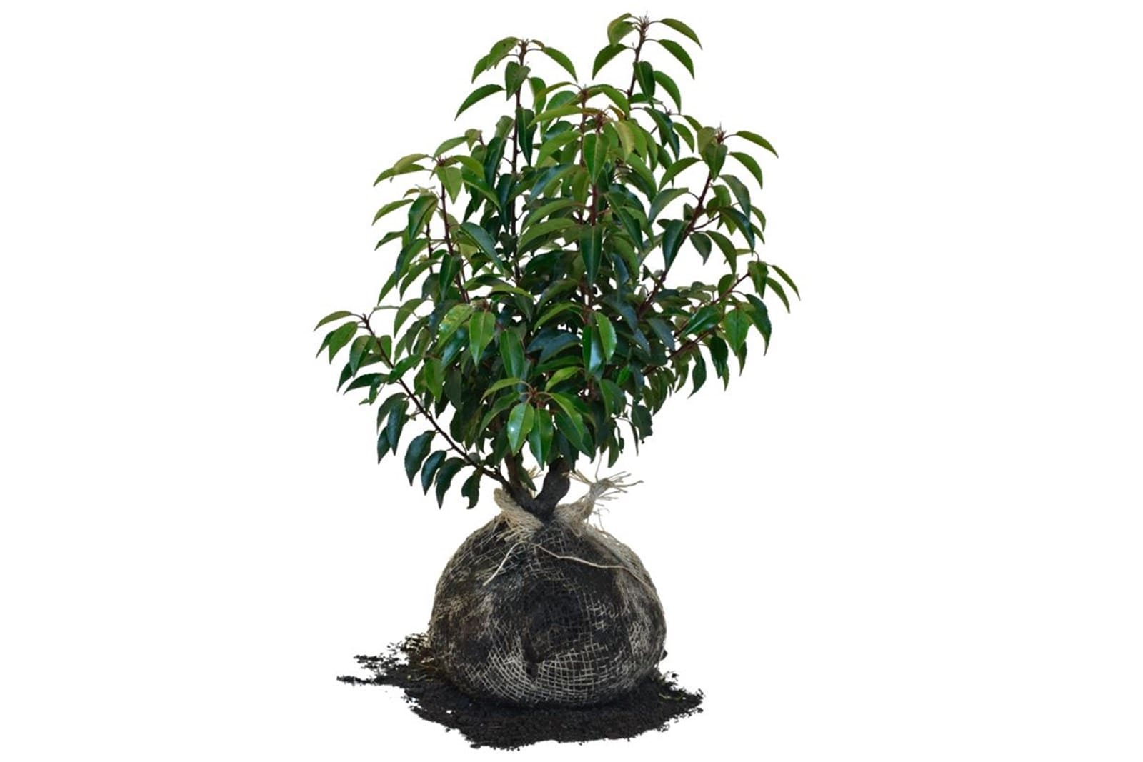Laurier du Portugal Prunus lusitanica (1/2)