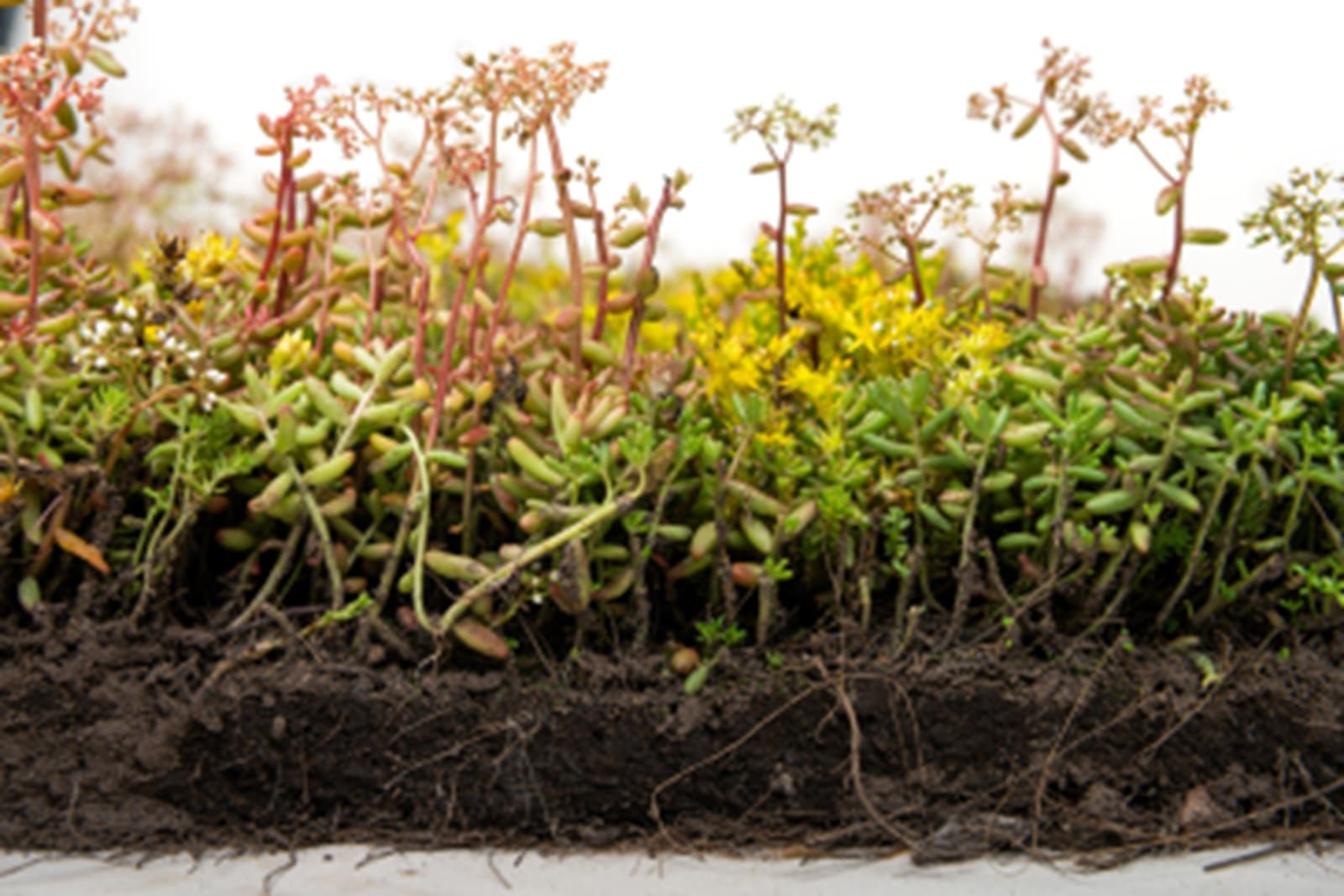 Tapis de sedum pour végétalisation (1/3)