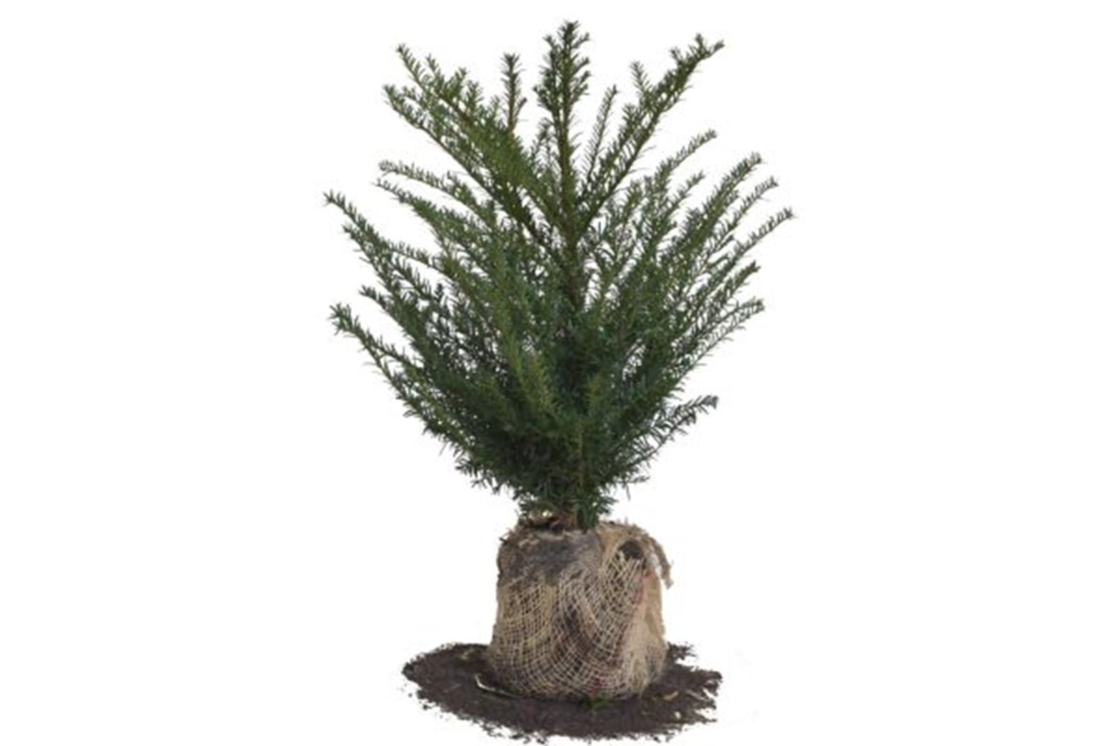 If commun Taxus baccata avec motte (1/2)