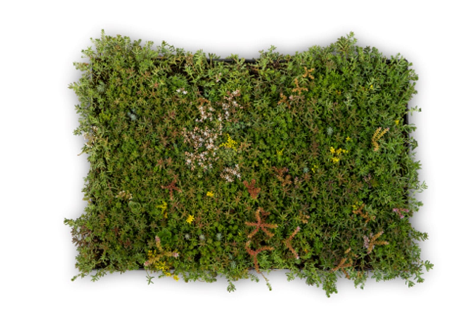 Cassette toiture végétale Sedum Trudiroof (1/6)