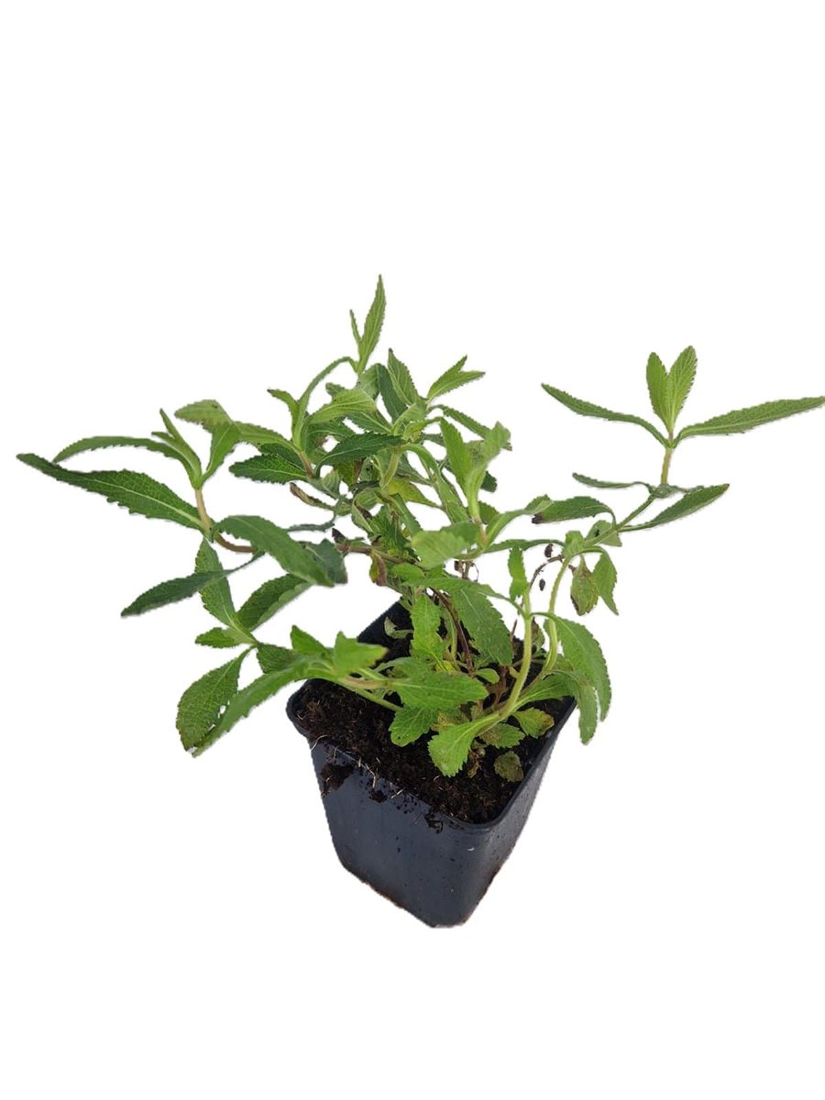 Verbena bonariensis (Buenos Aires Verbena) (1/2)