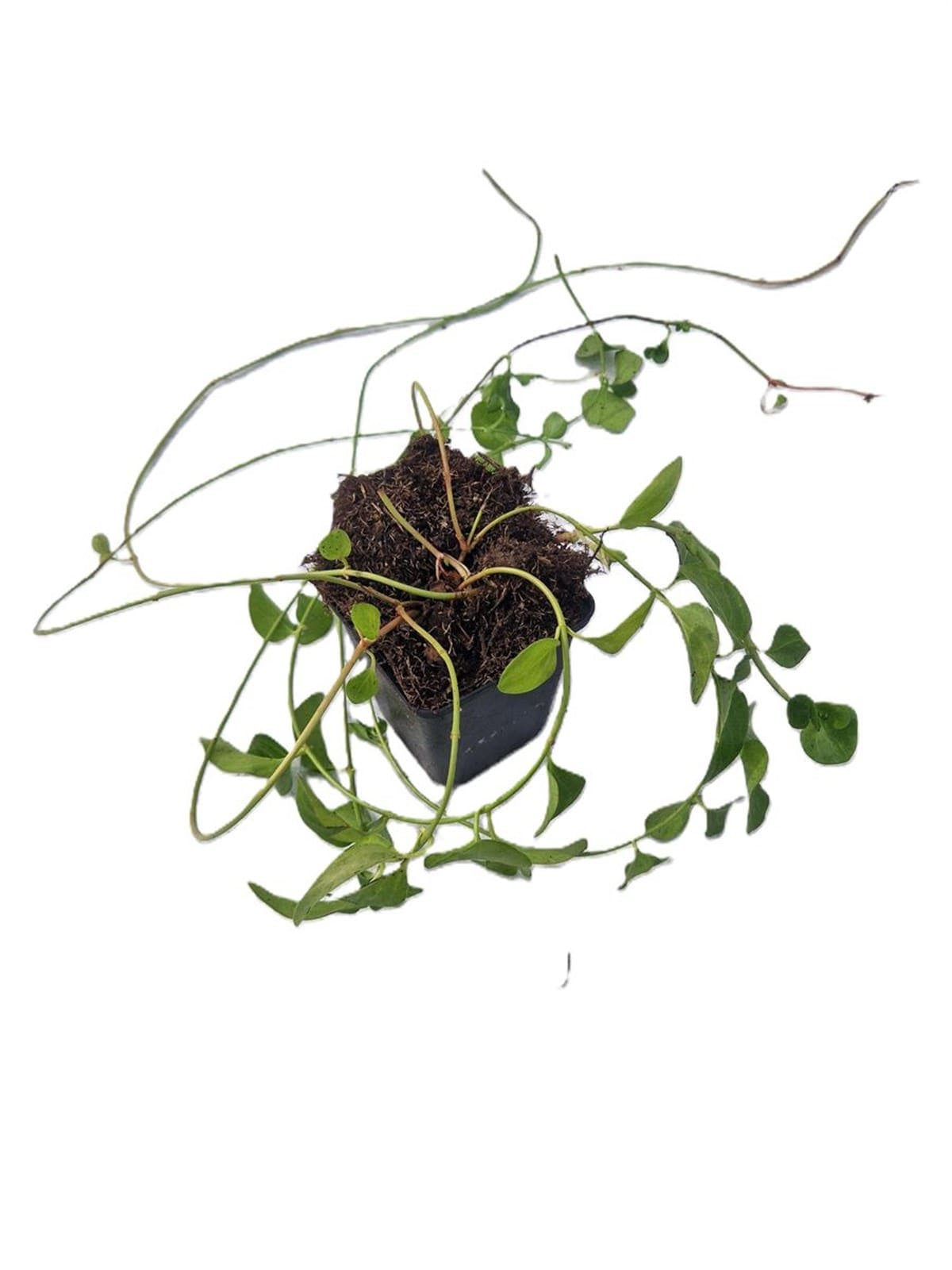 Grande pervenche Vinca major