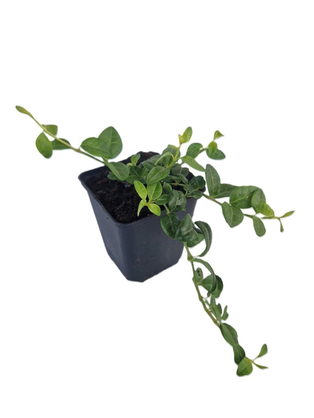 Vinca minor Alba couvre-sol blanc